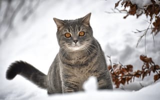 Картинка животное, взгляд, кошка, зима, ветки, снег, кот