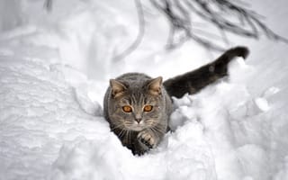 Картинка животное, кот, зима, снег