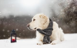 Картинка животное, ветки, фонарь, собака, снег, пёс, зима, ретривер, шарф