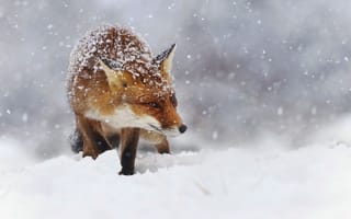 Картинка животное, лисица, снег, зима, лиса
