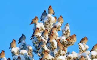 Картинка птицы мира, снег, Свиристель, сосна, зима