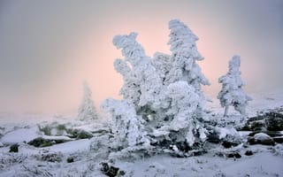 Картинка зима, снег, Клековкин Алексей, деревья, свет