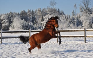 Картинка конь, снег, загон, деревья