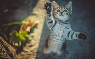 Картинка котенок, природа, Юрий Коротун