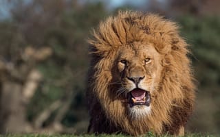Обои Лев, Lion, хищник, саванна