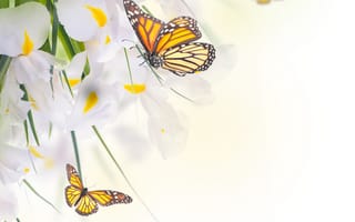 Картинка весна, цветы, бабочки, фотошоп