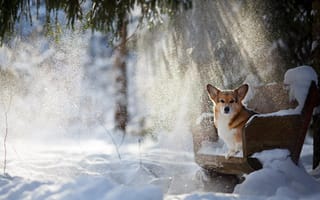 Картинка животное, скамья, лучи, снег, собака, зима, пёс, вельш-корги