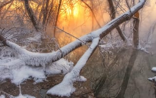 Картинка Сагайдак Павел, природа, деревья, снег, зима, болото