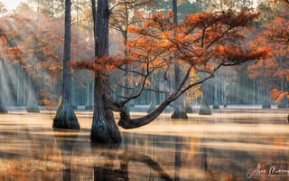 Картинка болото, озеро, кипарис, Alex Mironyuk, утро, рассвет, вода, солнце, лес, отражение