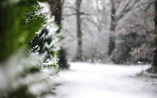 Картинка природа, деревья, ветки, туя, зима, снег