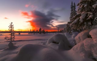 Картинка природа, пейзаж, сугробы, снег, закат, вечер, зима, ели, деревья