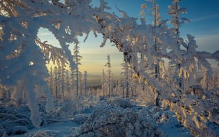 Обои природа, Россия, мороз, Якутия, сугробы, снег, деревья, лес, ветки, зима
