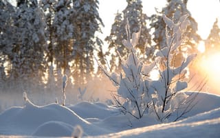 Картинка природа, снег, деревья, зима, куст