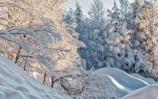 Картинка деревья, ели, сугробы, природа, зима, снег