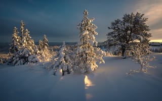 Обои пейзаж, Норвегия, рассвет, утро, ели, зима, природа, снег, деревья