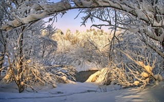 Картинка природа, деревья, ручей, снег, зима, лес