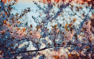 Картинка цветы, фотограф Irina Kostenich, деревья, природа