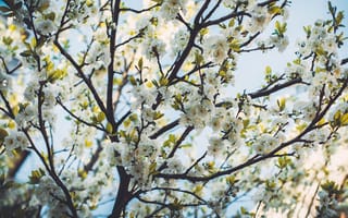 Картинка цветы, природа, деревья, фотограф Irina Kostenich