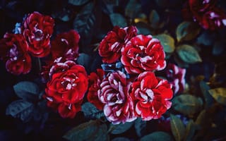 Картинка розы, Irina Kostenich, природа, куст