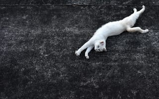 Картинка кошка, грация, асфальт, белая кошка, голубые глаза, растянулась, кот, черный