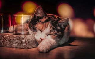 Картинка животное, стаканы, кошка, кот, боке, сон