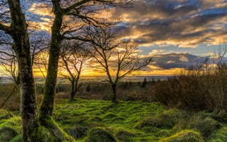 Картинка Ирландия, кочки, мох, деревья, природа