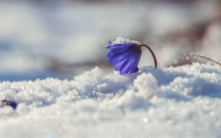 Картинка природа, весна, цветок, первоцвет, снег