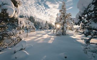 Картинка Janis Dzerve, пейзаж, деревья, природа, солнце, облака, лучи, небо, снег, зима, ели