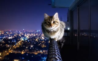 Картинка кошка, ночь, город, балкон