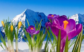 Картинка природа, цветы, снег, горы, крокусы, весна, шафран