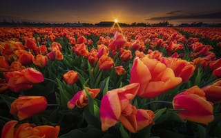 Картинка природа, закат, тюльпаны, вечер, цветы, весна, поле, солнце