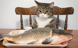 Картинка животное, стол, блюдо, кот, рыба