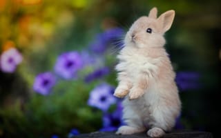 Картинка Юрий Коротун, лето, природа, пенёк, детёныш, петунья, зелень, цветы, животное, крольчонок
