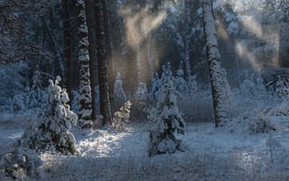 Картинка Николай Шахманцир, деревья, природа, зима, свет, лес, снег
