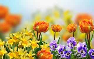 Обои kwiaty, Bratki, Tulipany