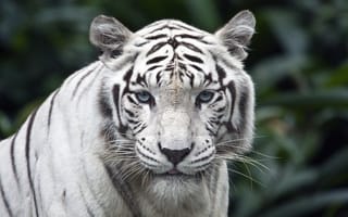 Картинка белый, Животные, тигр, морда