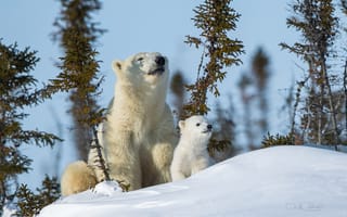 Обои животные, природа, зима, медведи, медведица, белые медведи, детёныш, снег, медвежонок