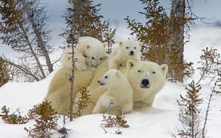 Обои животные, белые медведи, природа, зима, медведица, медвежата, снег, детёныши, хищники