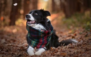 Картинка Lenka Zapletalova, животное, шарф, пёрышко, осень, пёс, собака, взгляд, бордер-колли, природа, листья