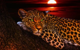 Картинка Зеленоглазый, леопард, закат солнца