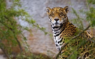 Обои Jaguar, Животные