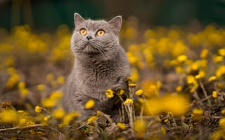 Картинка кот, взгляд, природа, мать-и-мачеха, британец, весна, цветы, животное