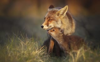 Картинка Joke Hulst, детёныш, лисёнок, лисица, природа, лисы, животные, трава