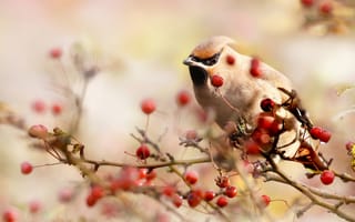 Картинка Joke Hulst, ветки, ягоды, птицы мира, осень, природа, свиристель