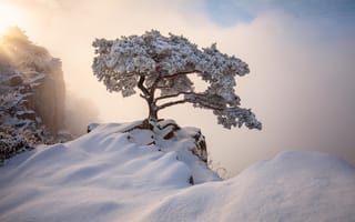 Картинка Nathaniel Merz, снег, горы, пейзаж, Корея, дерево, скалы, природа, сосна