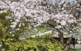 Картинка дерево, весна, вишня, цветение