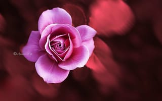 Картинка роза, фотограф Amari Pitt, размытые, макро