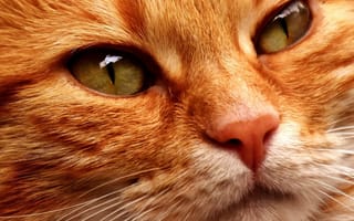 Картинка рыжая кошка, мордочка