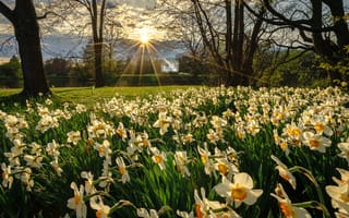 Картинка Нарциссы, парк, весна, Природа, Лучи света