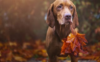 Картинка животное, осень, собака, пёс, листья, клён